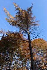 Autumn leaves against a vibrant blue sky