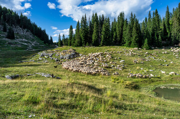 Flock of sheep grazing in the high mountains