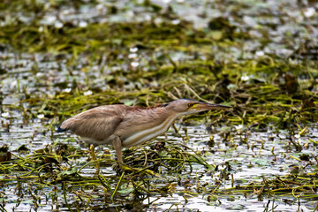黃小鷺
Ixobrychus sinensis