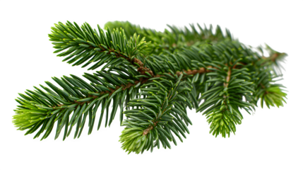 Green fir branch with needles isolated on white background