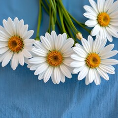 Obraz premium White daisies on fabric background with copy space.