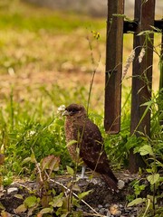 A chimango caracara perched with sharp focus and wild elegance.