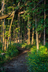 A wild stretch of Lake Erie shoreline, Erie Bluffs