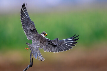 common buzzard in flight