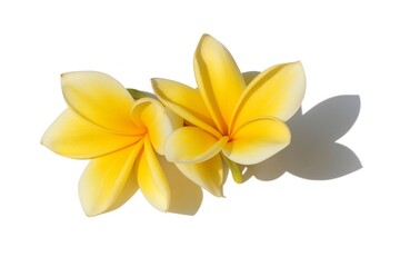 Two Yellow Frangipani Flowers Isolated on White Background