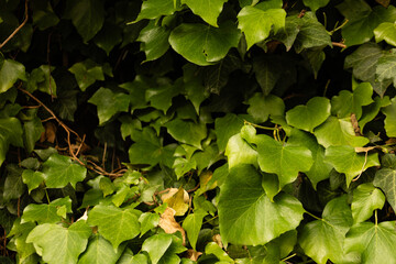Dense green ivy plant leaves creating a natural background, symbolizing growth, nature, and organic texture