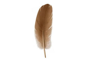 Brown bird feather isolated on a transparent background, showing natural texture, softness, and delicate structure