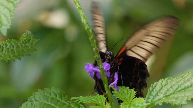 Close view of a mormon butterfly flying around a purple flower colecting nectar on a sunny day