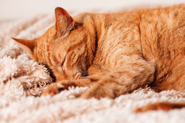 Cute ginger cat