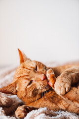 Cute ginger cat