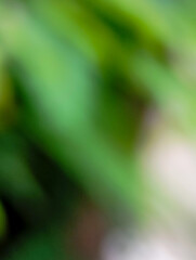 Abstract background texture created by blurred green plant foliage during daytime.