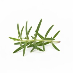 Fototapeta premium Fresh sprig of rosemary herb for culinary use and aromatherapy