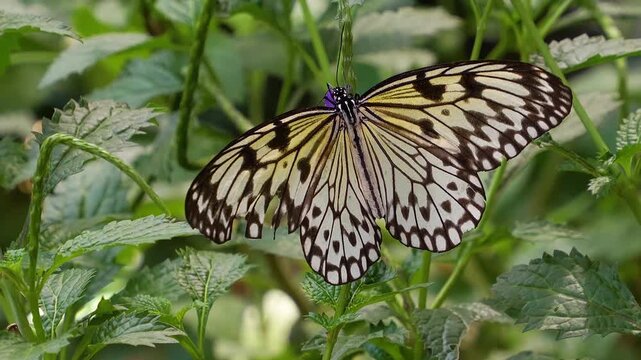 Close view of a tree nymph butterfly flying around a purple flower colecting nectar on a sunny day
