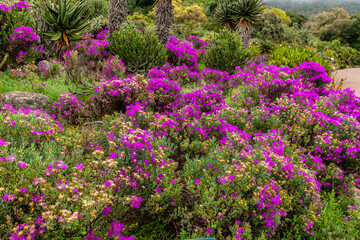 A view of an array of vibrant magenta iceplant in kirstenbosch botanical gardens, South Africa in springtime