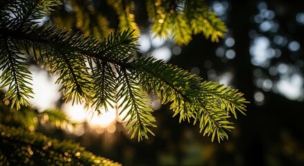 A close-up of a green fir tree branch backlit by the warm golden light of the setting sun, creating a beautiful bokeh effect in the tranquil forest background