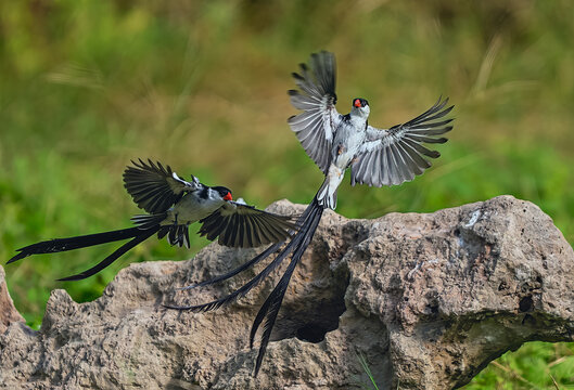 dragonfly on a branch - Powered by Adobe