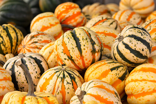 Heap of brightly colored striped squash and pumpkins at a local farmer's market