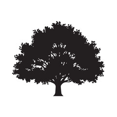 "Indiana Tulip Tree"