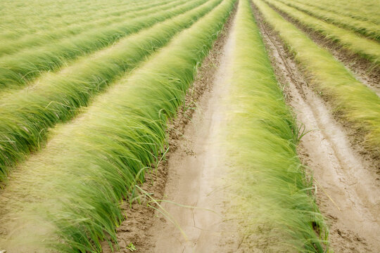 A panorama of iris grass before the bloom, neatly planted in rows, blowing over in the wind.