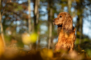 Portret cockera spaniela w jesiennym lesie