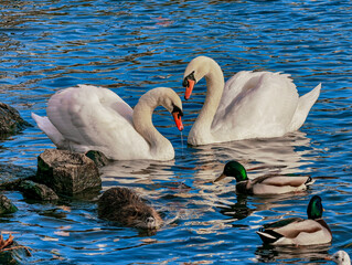 Two White Mute Swans Swimming with Mallard Ducks and Nutria Coypu on Blue Lake Water Mixed Species Wildlife Interaction Urban Nature Biodiversity © Moneynetar 