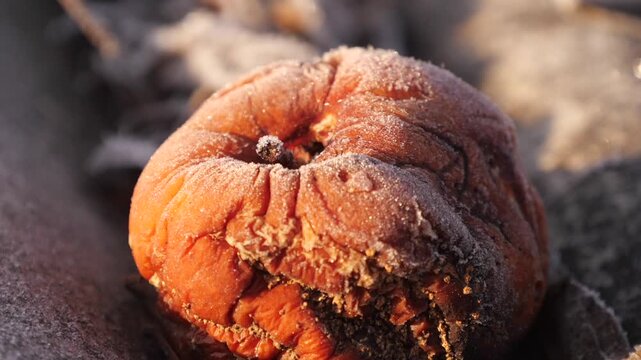 rotten apple with frost close up