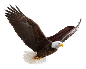Fototapeta premium Majestic flying eagle with outstretched wings displaying detailed feathers and powerful presence, captured in mid-flight against a white background