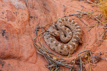 Sidewinder, Seitenwinder-Klapperschlange 
Crotalus cerastes
