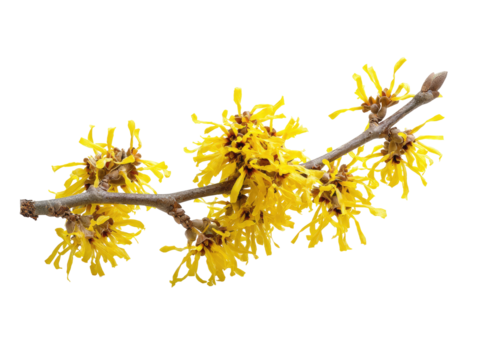 Close-up of a branch with clusters of bright yellow flowers