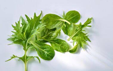  Salatsorten, Feldsalat, salat, isoliert, Salatbl&auml;tter, gesund, erntefrisch, 