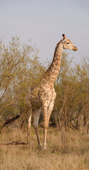 Close-up of a giraffe in the savannah.
