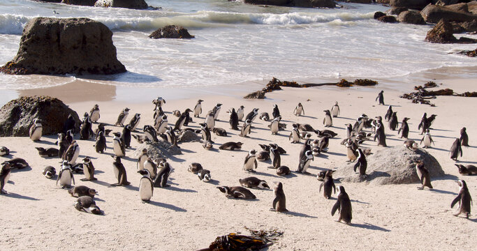Colony of African penguins bask in the sun on a sandy beach on a spring morning. - Powered by Adobe