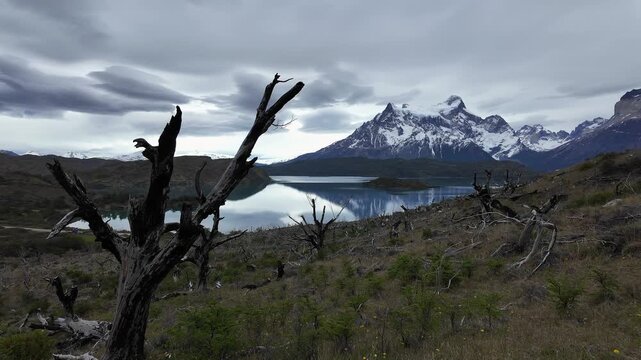 Torres del Paine, Chile: Panoramic footage from trail to Mirador condor in Torres del Paine National Park in Patagonia Region, Chile with Macizo Paine and lake behind dry branch