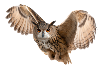 Owl in Flight with Outstretched Wings Capturing Nighttime Wildlife