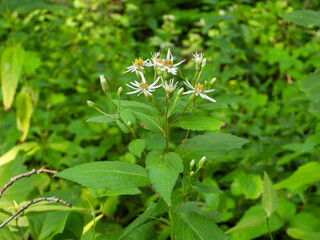 Eurybia furcata - Forked Aster Native North American Woodland Wildflower