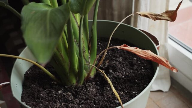 Wilted Strelitzia leaves close up. Overwatering, underwatering, or extreme temperatures can all cause the leaves to droop or wilt. High quality 4k footage