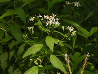 Eurybia furcata - Forked Aster Native North American Woodland Wildflower
