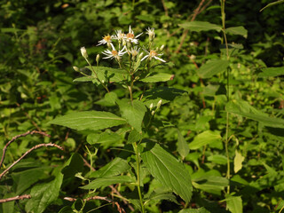 Eurybia furcata - Forked Aster Native North American Woodland Wildflower