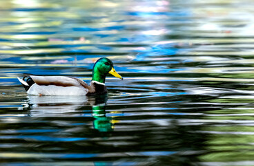 Mallard duck in water showing beautiful colors with some blue reflections
