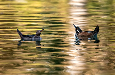 Hooded merganser pair swimming calmly in beautiful water with reflections and interacting with beak lifts