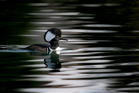 A male hooded merganser floating peacefully in a nicely lit pond in Fall - Powered by Adobe