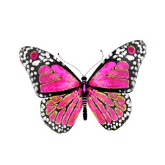 butterfly set on white background 