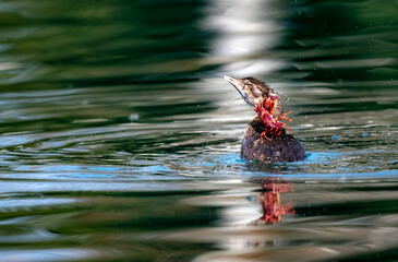 A crayfish hooks on to a pied bill grebe inflicting much pain where the hunter becomes the hunted!