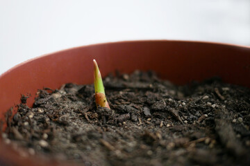 Ginger sprout Emerging from Soil in Pot
