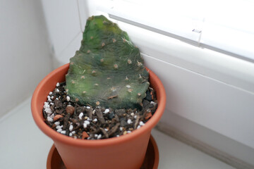 Dying Opuntia Cactus from Overwatering and Neglect