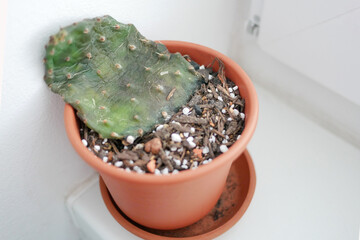 Dying Opuntia Cactus from Overwatering and Neglect