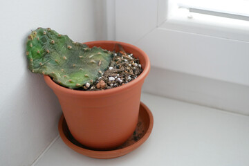 Dying Opuntia Cactus from Overwatering and Neglect