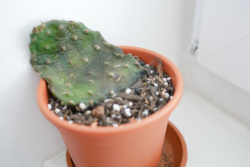 Dying Opuntia Cactus from Overwatering and Neglect