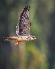 hawk moth on a branch