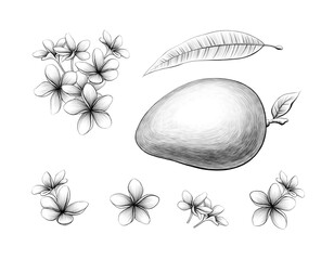 Set of Mango fruit flowers and leaf Graphic line art Graphite pencil sketch Exotic plant